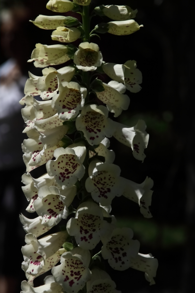 2012 05 20 4001